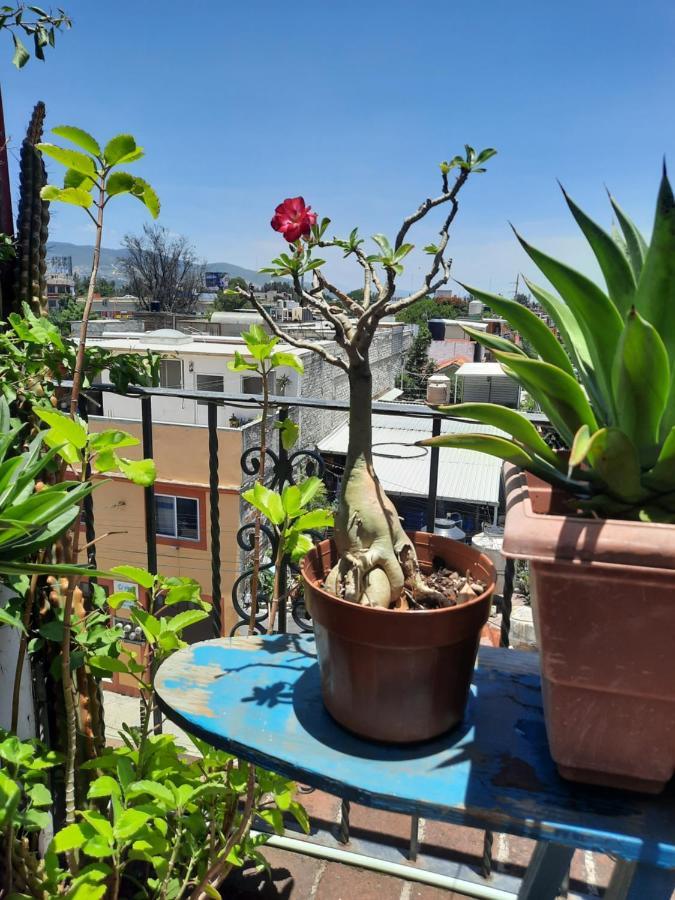 La Terraza Del Pochote Oaxaca Ngoại thất bức ảnh