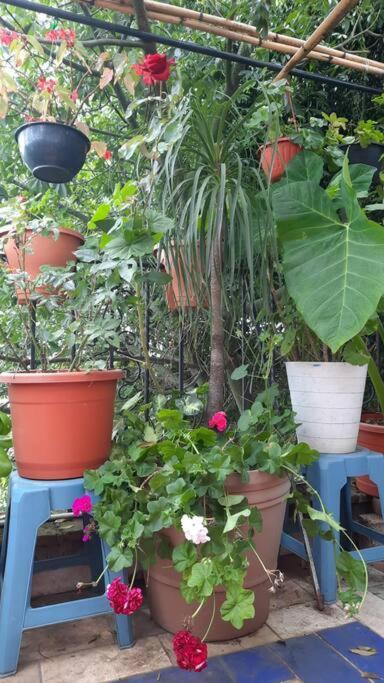 La Terraza Del Pochote Oaxaca Ngoại thất bức ảnh