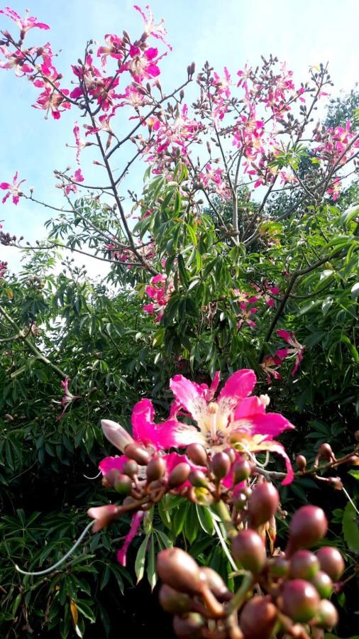 La Terraza Del Pochote Oaxaca Ngoại thất bức ảnh